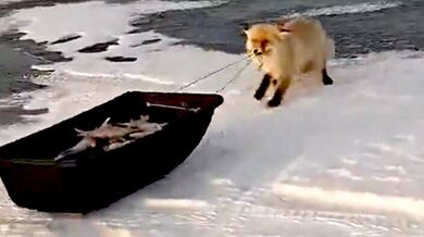 Hladová liška se snaží ukrást všechen úlovek