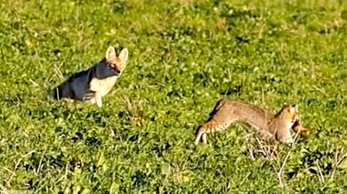 Kojot snažící se ukrást kořist rysu