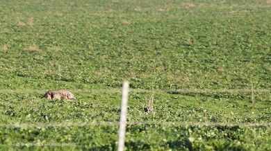 Kojot snažící se ukrást kořist rysu