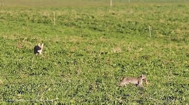 Kojot snažící se ukrást kořist rysu