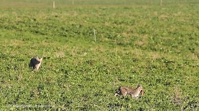 Kojot snažící se ukrást kořist rysu