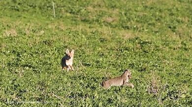 Kojot snažící se ukrást kořist rysu