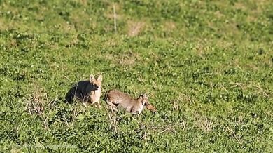 Kojot snažící se ukrást kořist rysu