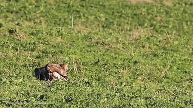 Kojot snažící se ukrást kořist rysu