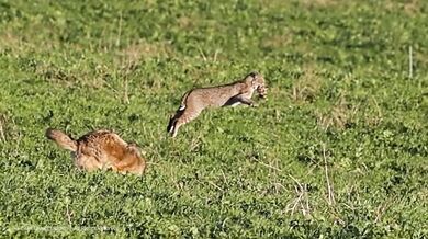 Kojot snažící se ukrást kořist rysu
