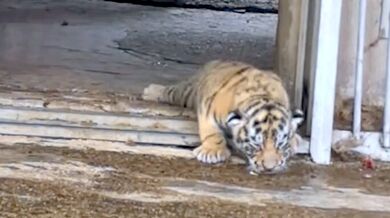 Novorozené tygří mládě a jeho matka