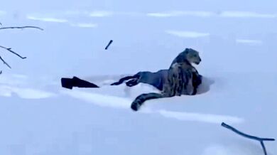 Sněžný leopard napadl lyžařku v Číně při pokusu o selfie