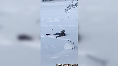 Sněžný leopard napadl lyžařku v Číně při pokusu o selfie