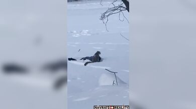 Sněžný leopard napadl lyžařku v Číně při pokusu o selfie