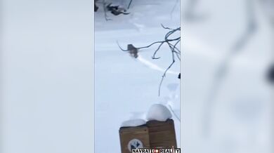 Sněžný leopard napadl lyžařku v Číně při pokusu o selfie