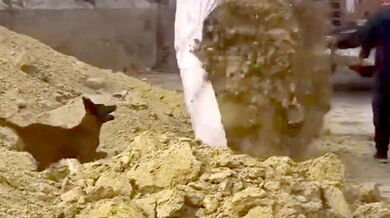 Šťastný pracovní pes