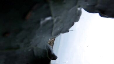 Mrazivé záběry basejumpera, kterému se včas neotevřel padák