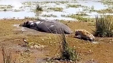 Hyena se spletla v kořisti a probudila hrocha