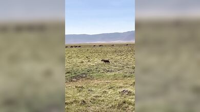 Hyena se spletla v kořisti a probudila hrocha