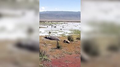 Hyena se spletla v kořisti a probudila hrocha