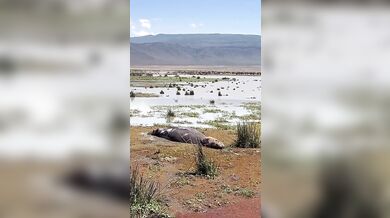 Hyena se spletla v kořisti a probudila hrocha