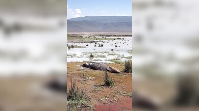 Hyena se spletla v kořisti a probudila hrocha