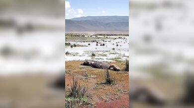 Hyena se spletla v kořisti a probudila hrocha