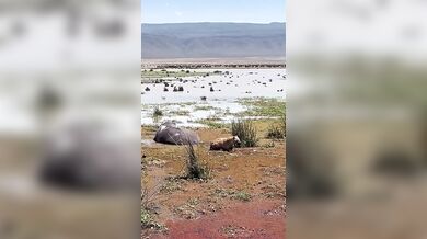 Hyena se spletla v kořisti a probudila hrocha