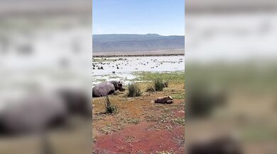 Hyena se spletla v kořisti a probudila hrocha