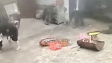 Dítě se nudilo při hraní s kočkou