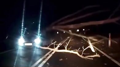 Řidič včas nezastavil před spadnutým stromem