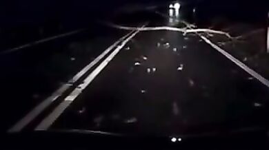 Řidič včas nezastavil před spadnutým stromem