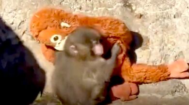 Makak Punch po útoku tlupy opět hledá útěchu u své plyšové hračky