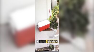 Krajta kobercová zaútočila na dítě