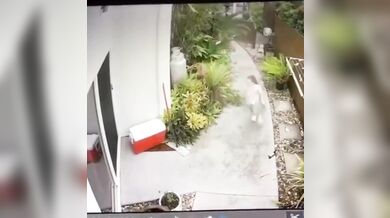 Krajta kobercová zaútočila na dítě