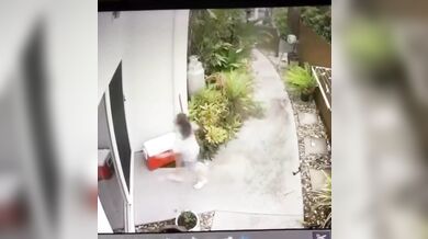 Krajta kobercová zaútočila na dítě