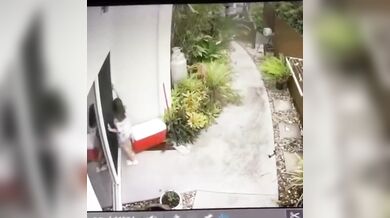 Krajta kobercová zaútočila na dítě