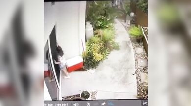 Krajta kobercová zaútočila na dítě