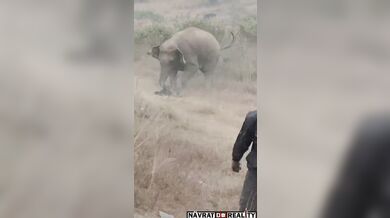 Napadený agresivním slonem