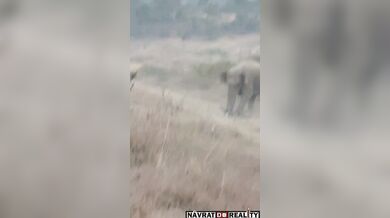 Napadený agresivním slonem