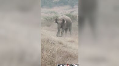 Napadený agresivním slonem
