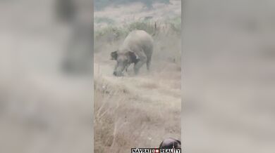 Napadený agresivním slonem