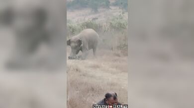 Napadený agresivním slonem