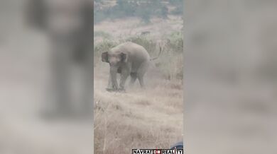 Napadený agresivním slonem