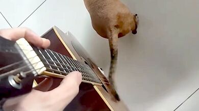 Hudební spolupráce: Pes hrající na kytaru s pomocí majitele