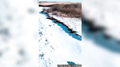 Psi honící zajíce