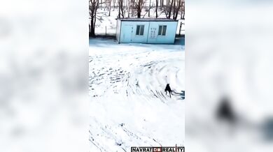 Psi honící zajíce