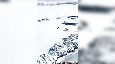 Psi honící zajíce