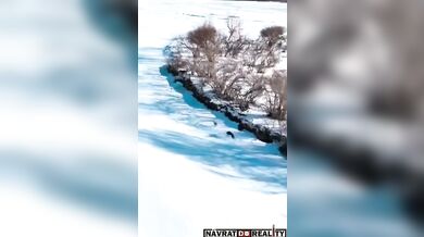 Psi honící zajíce