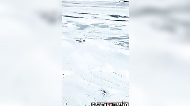 Psi honící zajíce