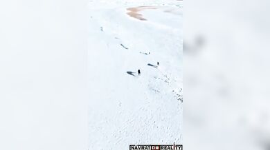 Psi honící zajíce