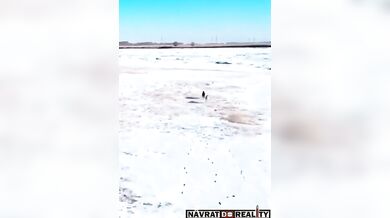 Psi honící zajíce