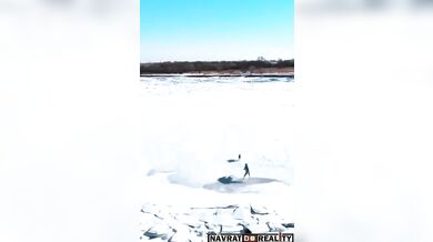 Psi honící zajíce