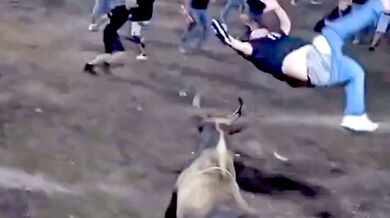 Drsný střet s býkem