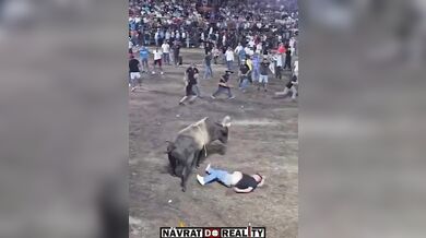 Drsný střet s býkem